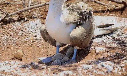 Piquero de patas Azules protegiendo a sus crías.