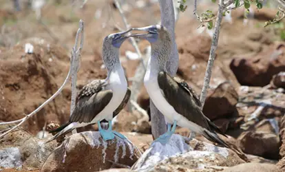 Piqueros de patas Azules parados en una roca.