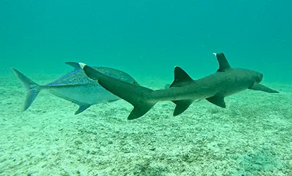 Tiburón de punta blanca.