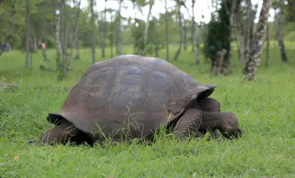 Tortuga gigante de Galápagos.