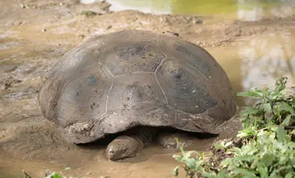 Tortuga gigante de Galápagos en una poza de lodo.