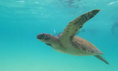 Tortuga Marina nadando en el mar. 