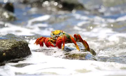 Zayapa de Galápagos sobre una roca.