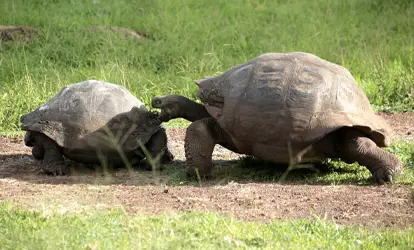 Tortugas gigantes de Galápagos.