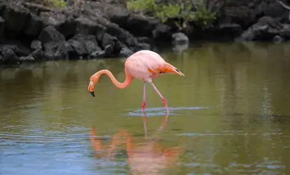 Flamingo en una laguna.