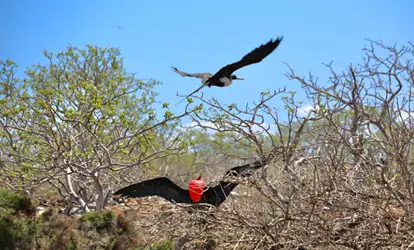 Fragata hembra volando sobre una Fragata macho.
