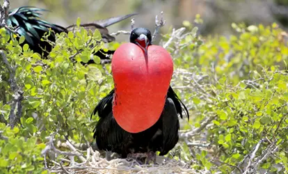 Fragata macho posando de frente.