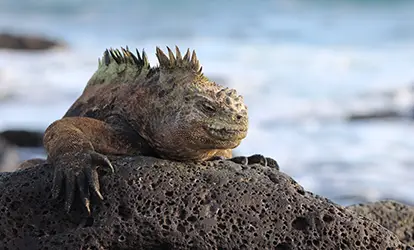 Iguana marina sobre una roca.