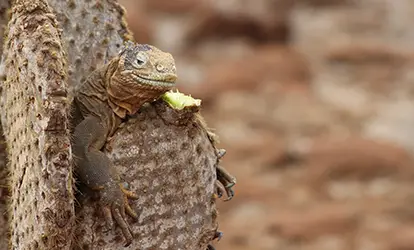 Iguana amarilla sobre un cactus.