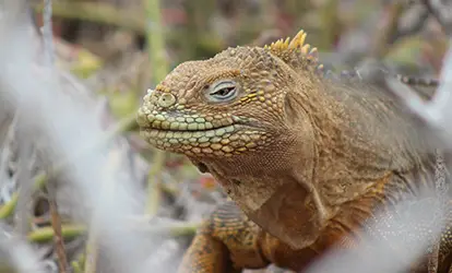 Iguana amarilla descansando.