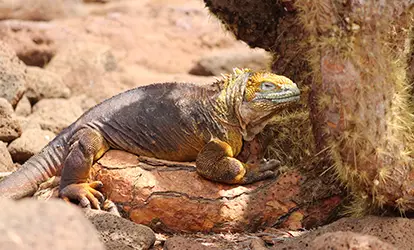 Iguana terrestre.