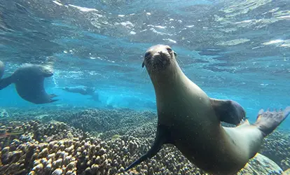 Lobo marino nadando en el mar. 