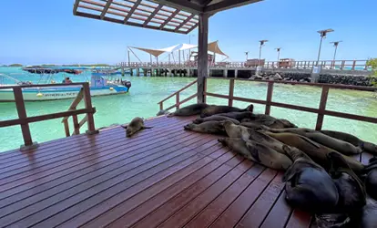 Lobos marinos descansando en el muelle de la isla Isabela.