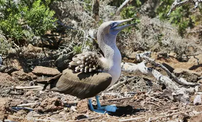 Piquero de Patas azules empollando un huevo.