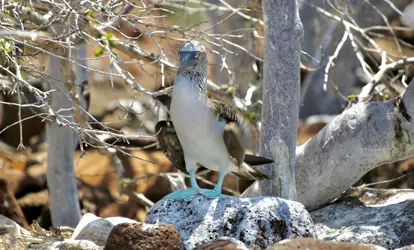 Piquero de patas azules parado sobre una roca.