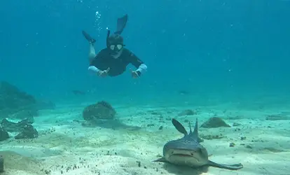 Snorkeling con un Tiburon punta blanca.