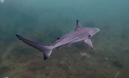 Tiburón punta negra.