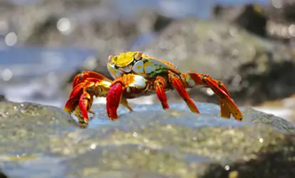 Zayapa de Galápagos.